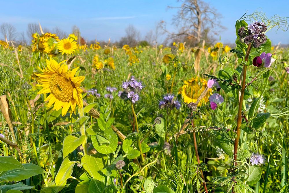 A photo of sunflower cover crop.