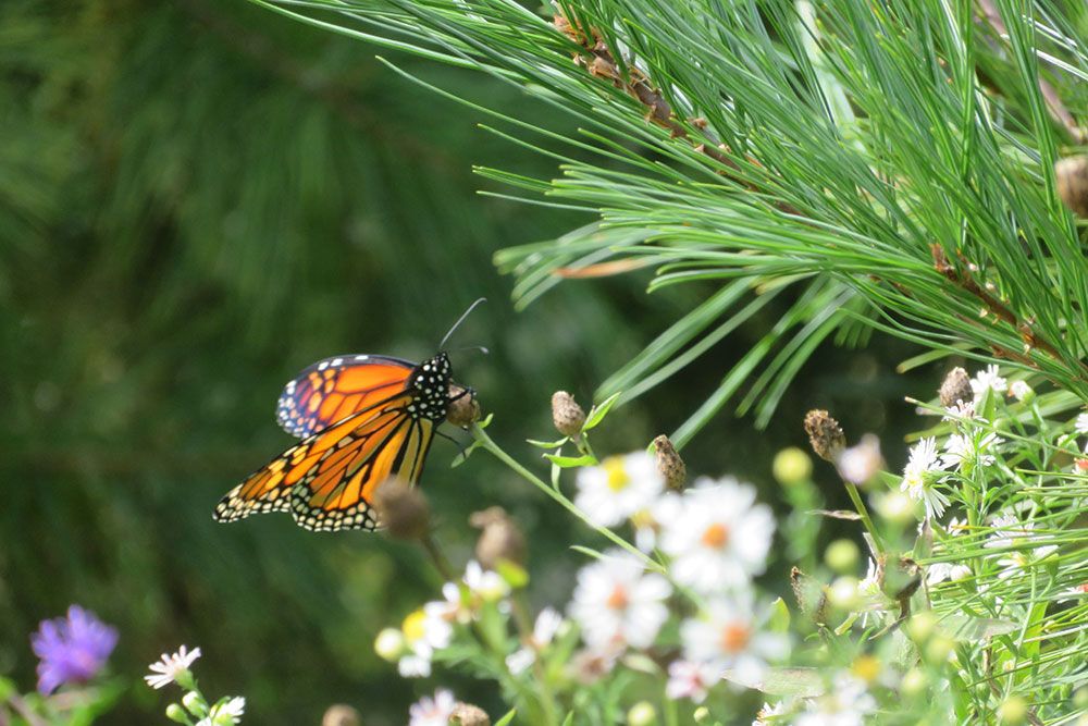 A photo of Monarch Butterfly.