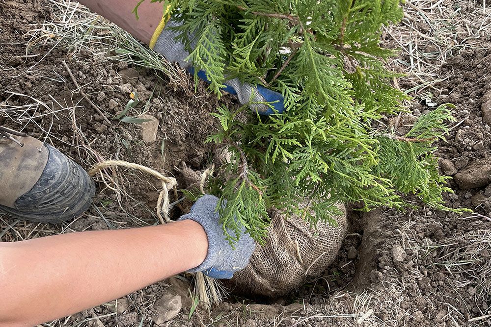 A file photo of a ball-and-burlap tree being planted.