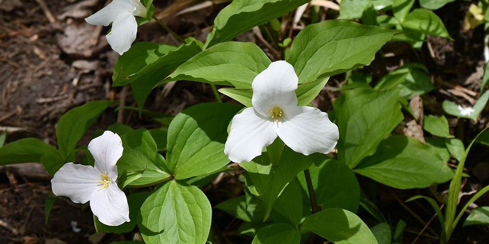 A photo, taken in May of 2024, of Trilliums along the South Huron Trail.