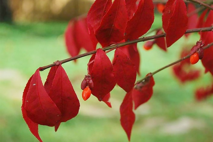 A photo of red berries on invasive Burning Bush plant.