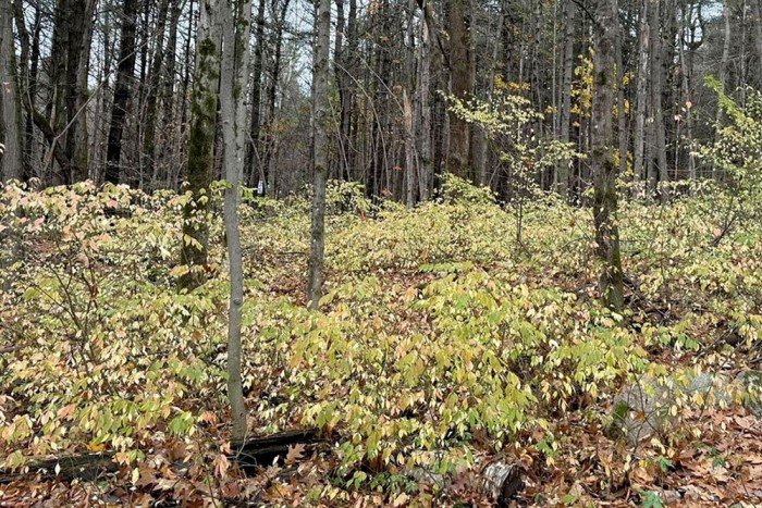 A photo of Burning Bush taking over in a shaded wooded area.