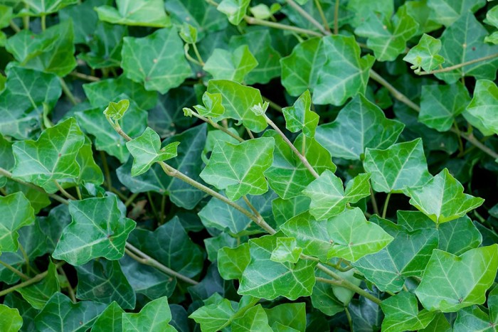 A photo of invasive English Ivy.