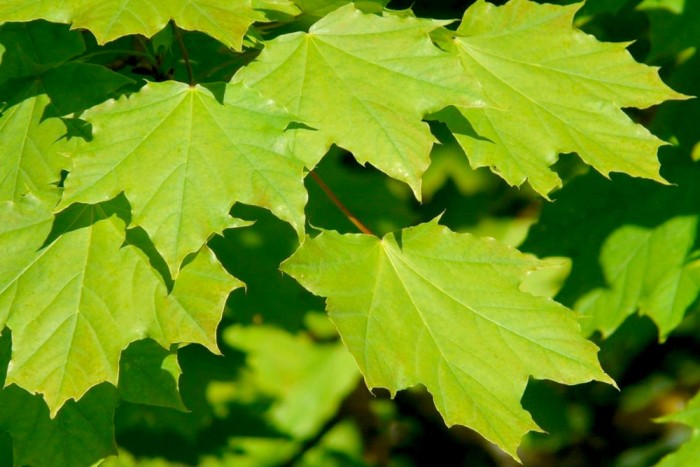 A photo of Norway Maple leaves.