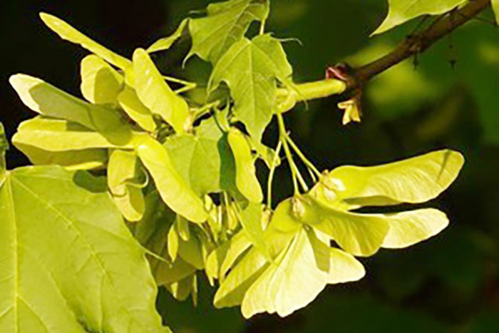 Norway Maple keys.