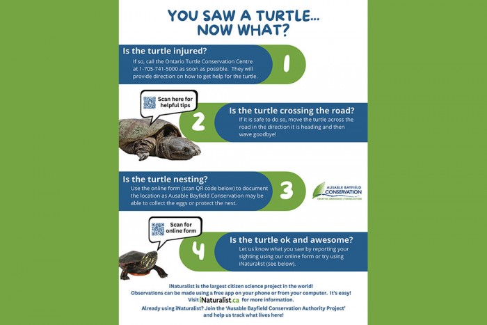 A turtle poster with a link to online turtle sighting reporting form.