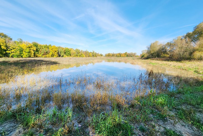 A wetland project with plants in front; wetland; and blue sky behind.