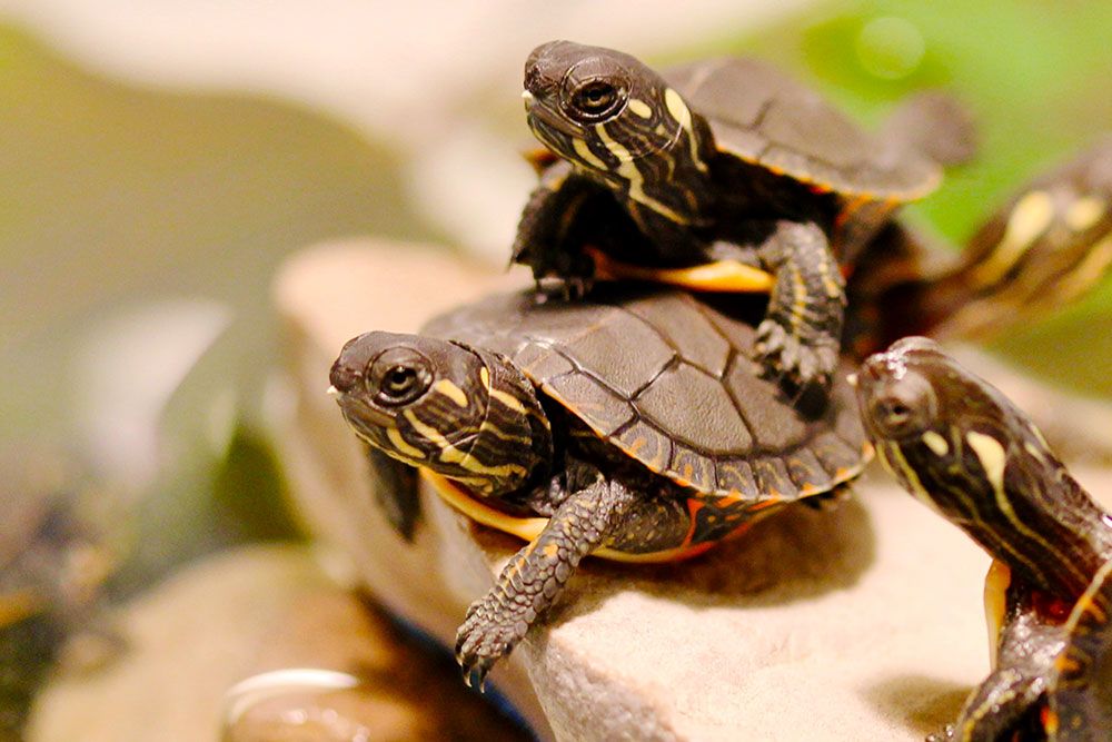 Baby_Painted_Turtles_Basking_Before_Release_Jory_Mullen_1000_px.jpg