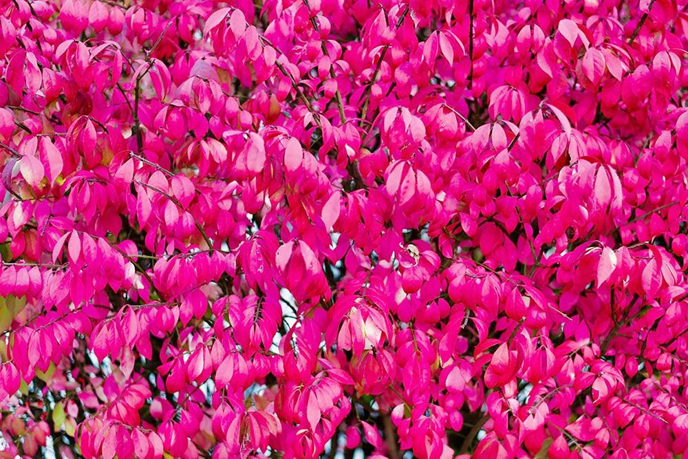 The Burning Bush plant may look pretty ... but it's not.