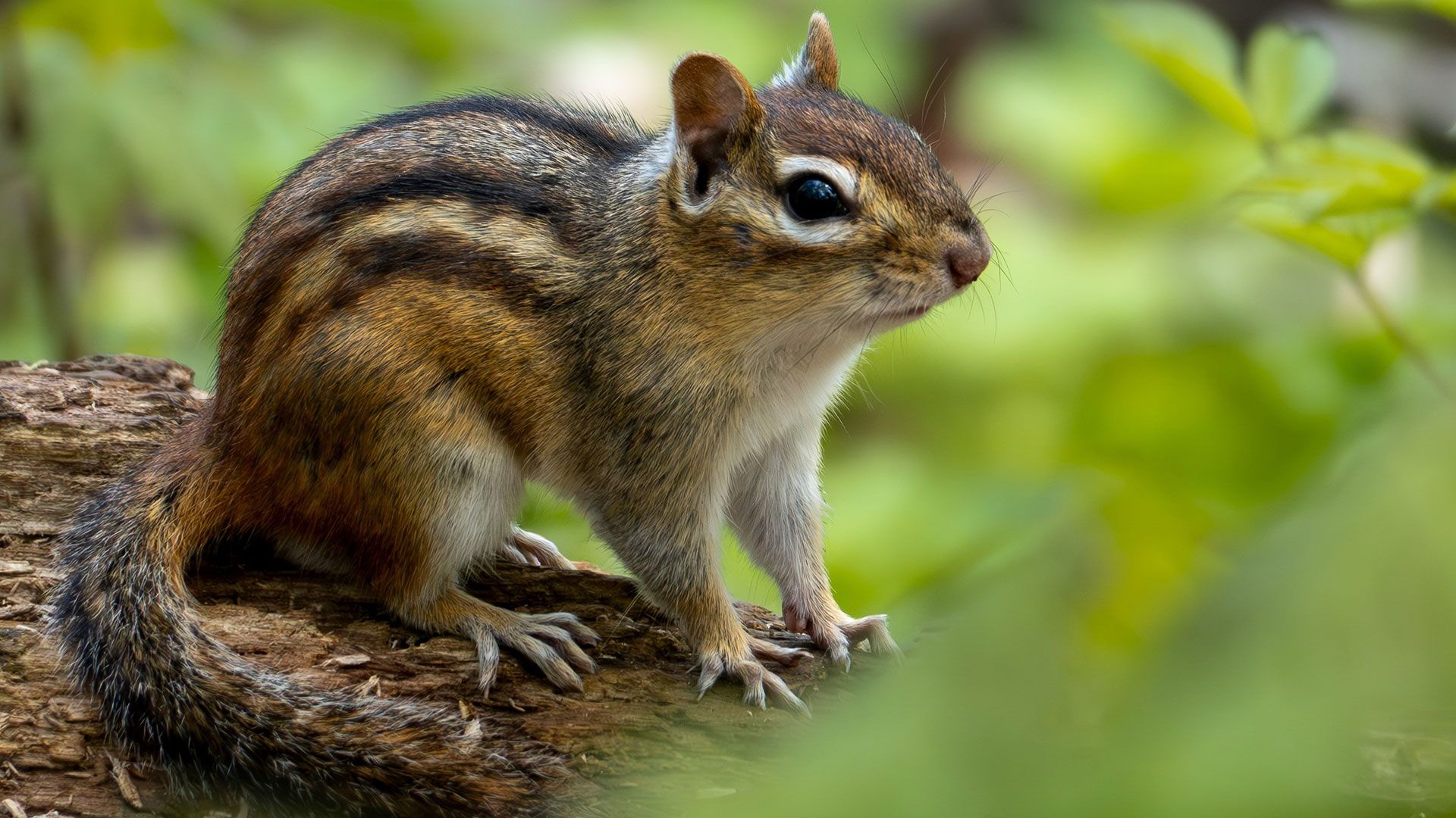 Chipmunk_1920_px.jpg