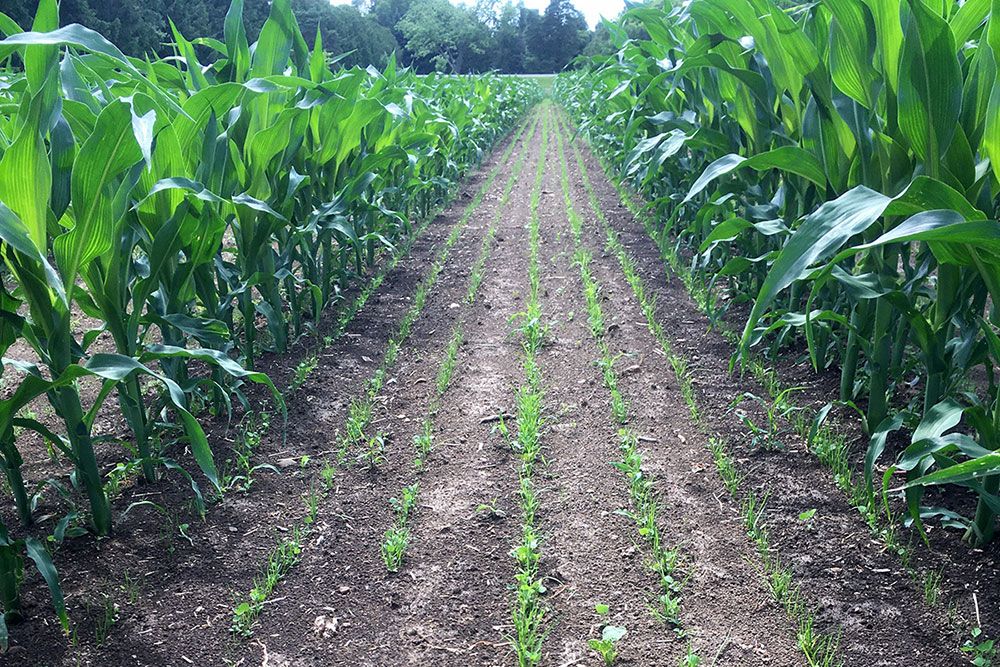 Sixty-inch row corn tested south of Clinton