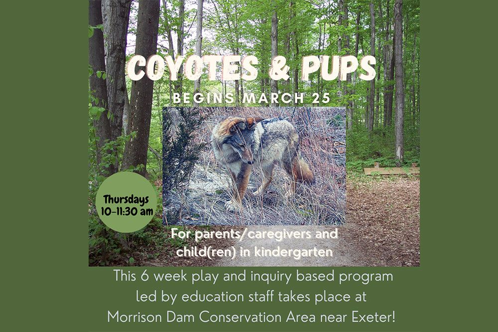 Coyotes_and_Pups_March_25.jpg