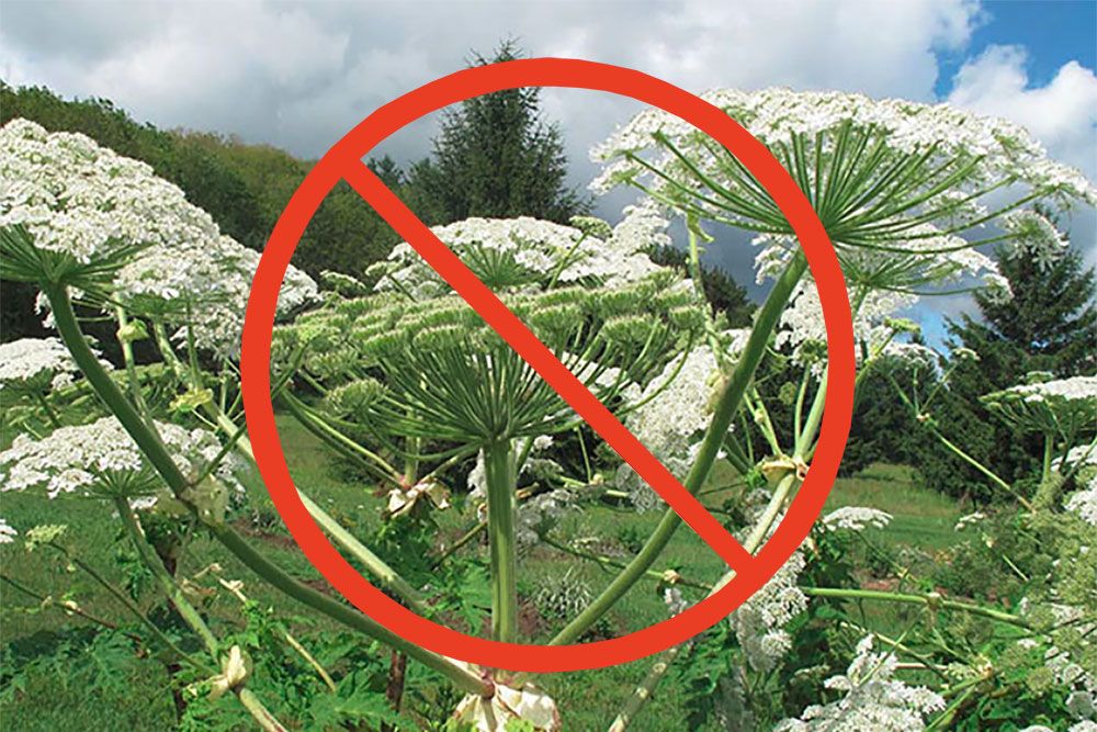 Giant_Hogweed_1000_px.jpg