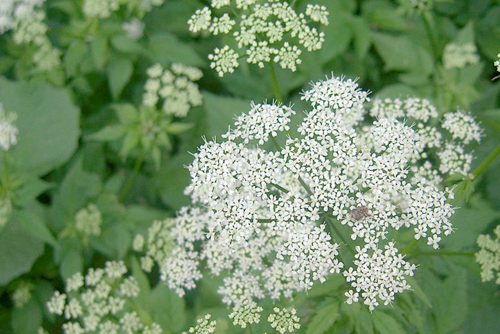 Goutweed_2_1000_px.jpg