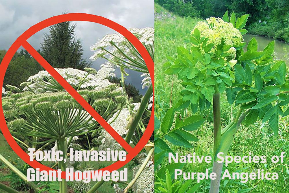 Hogweed_Angelica_Comparison_1000_px.jpg