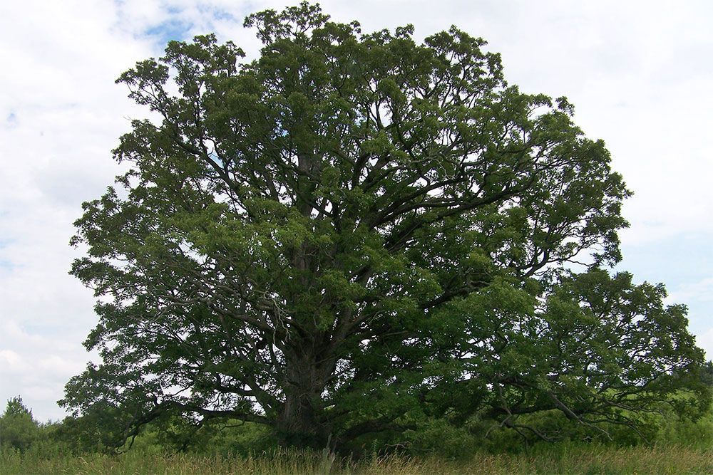 A tree photo.