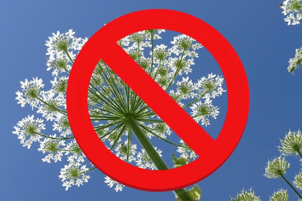 Invasive_Plant_2_1000_px.jpg