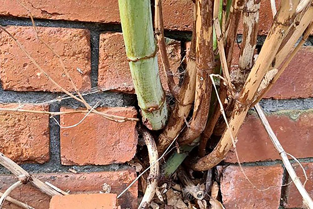 Invasive_Plant_Effects_on_Infrastructure_1000_px.jpg