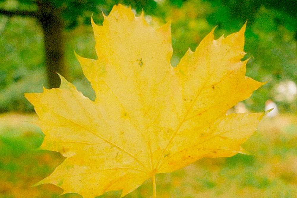 The Norway Maple can prevent the growth of native species of trees.