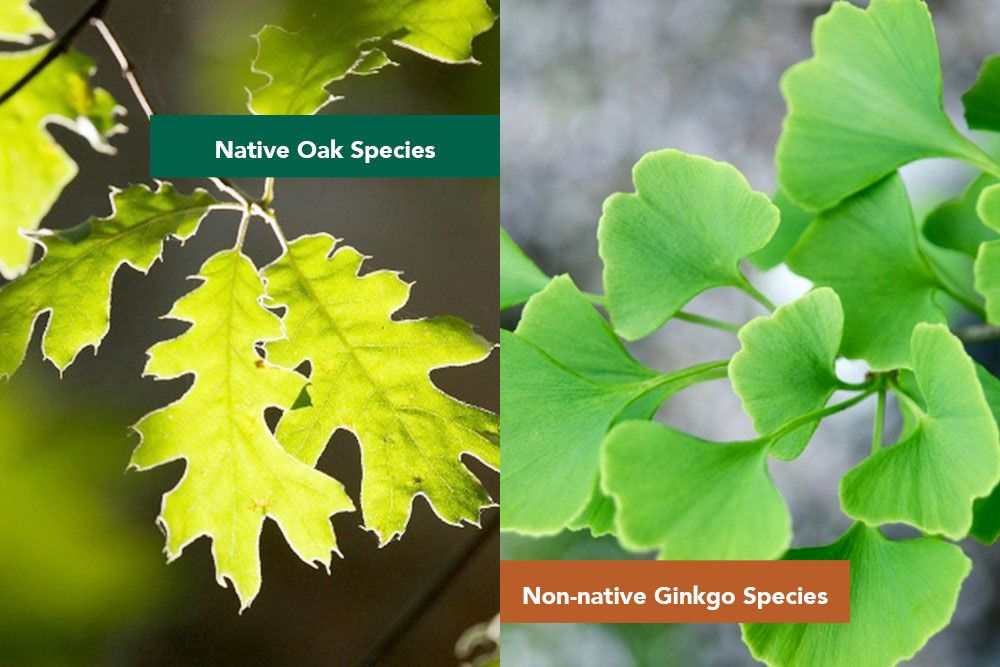 Oak_vs_Ginkgo_1000_px.jpg