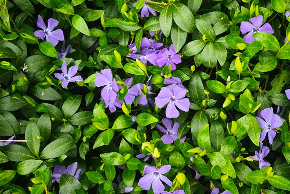 Periwinkle is pleasant to the eye ... but not to our ecosystem ...