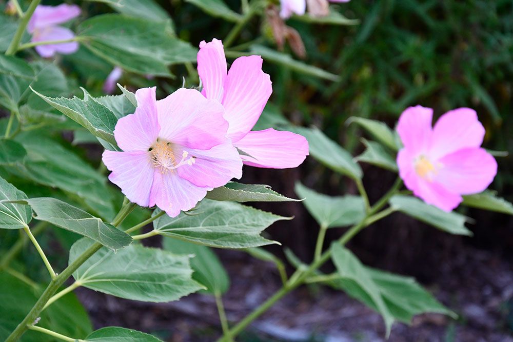 A photo at pollinator garden.