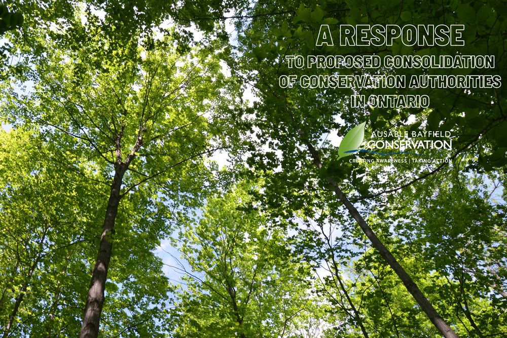 A photo of tree canopy with words identifying a response to ERO posting.