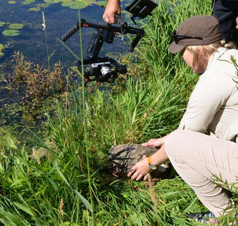 Snapping-Turtle-Rehabilitated-Returned.jpg