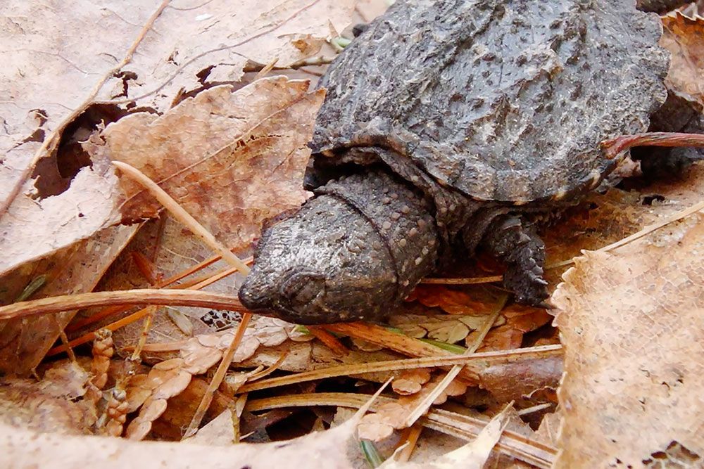 Snapping_Turtle_Sleepy_Hatchling_1000_px.jpg