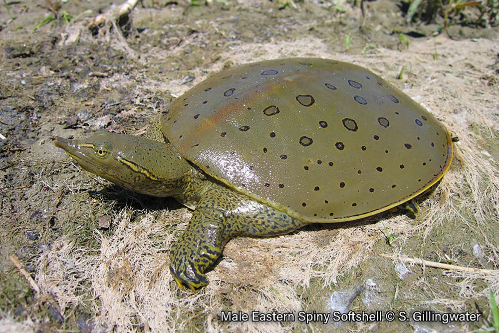 Spiny_Softshell_S_Gillingwater_1000_px.jpg