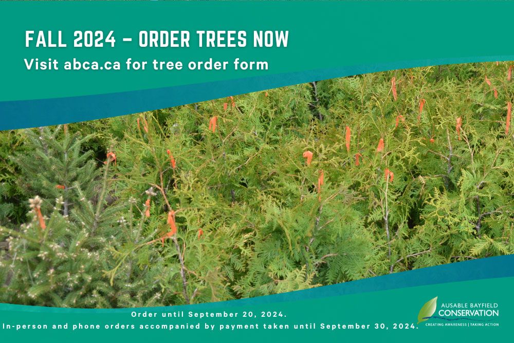 A poster, showing tree seedlings, to promote 2024 fall tree orders.