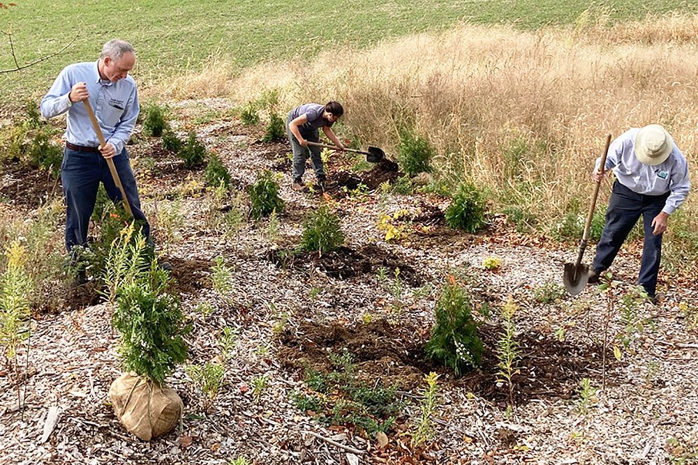 Tree_Planting_1000_px_1.jpg