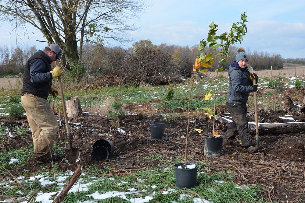 Tree_Planting_1000_px_4.jpg