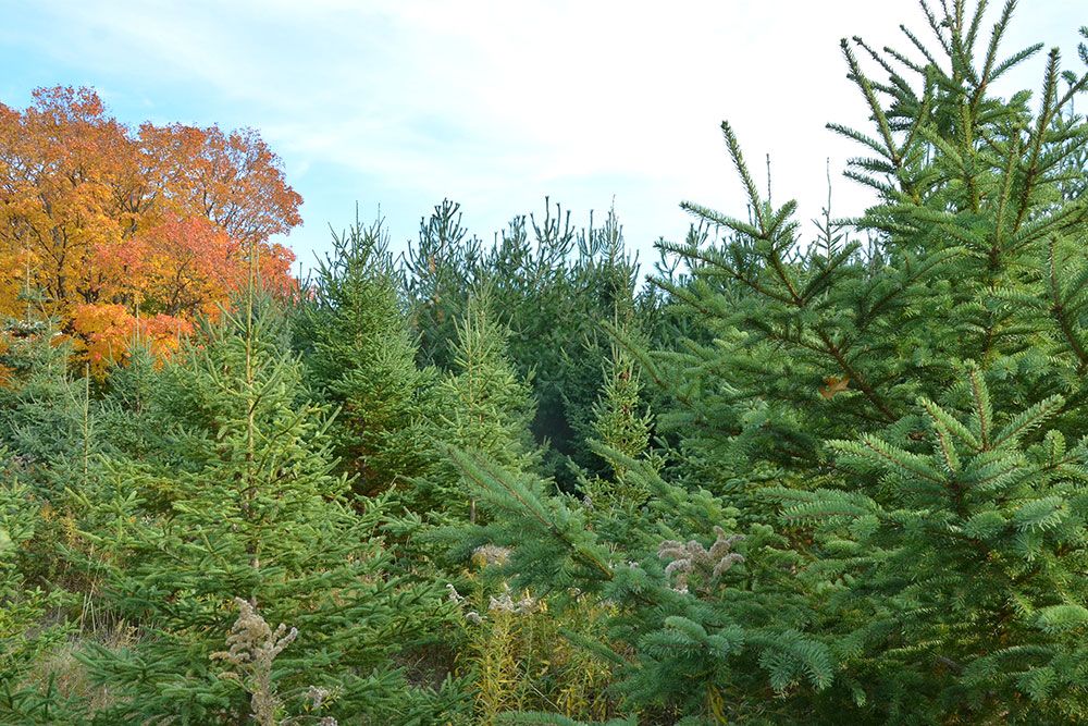 Trees_Autumn_Colours_1000_px.jpg