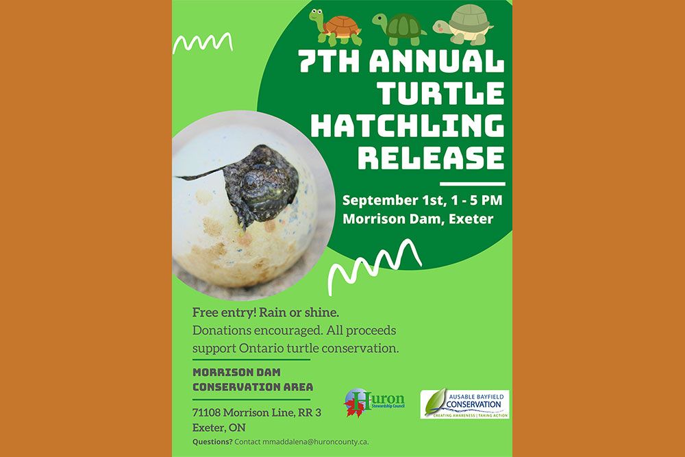 Turtle release event returns in 2022