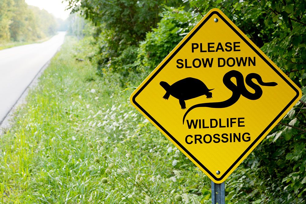 Turtle_Crossing_Sign_1000_667_px.jpg