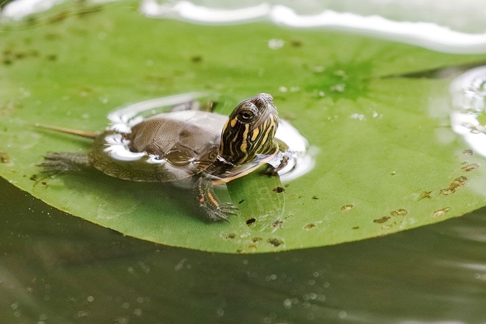 Turtle_Photo_Brian_Lasenby_Painted_1000_px.jpg