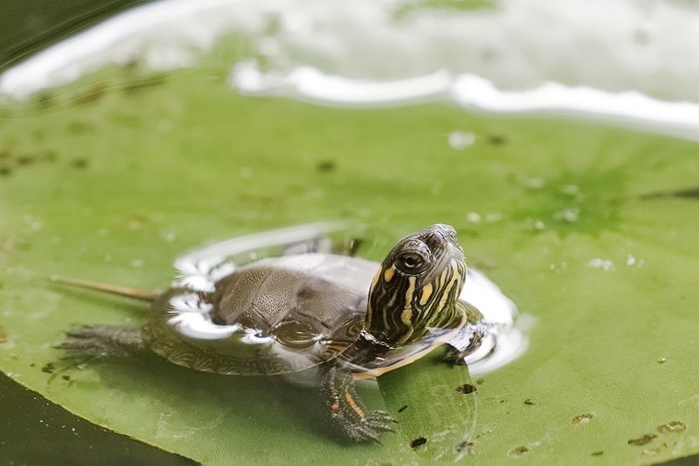 Turtle_Webinar_Web_B_Lasenby_667_px.jpg
