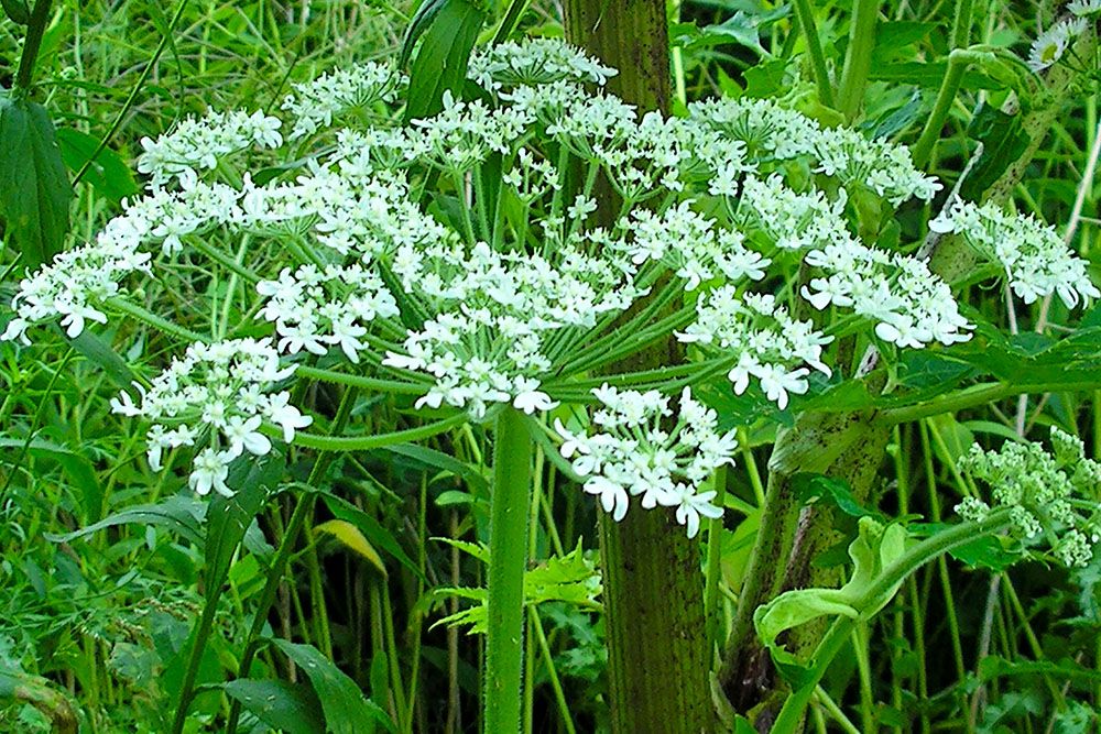 Web_Giant_Hogweed.jpg