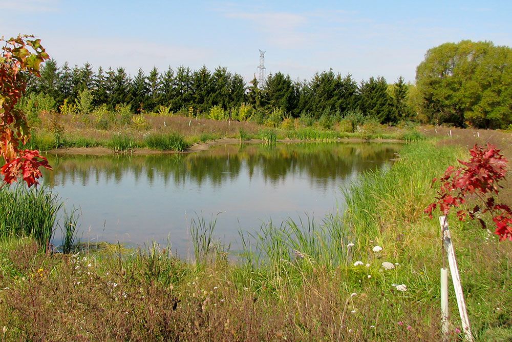 Wetland_Projects_1000_px.jpg