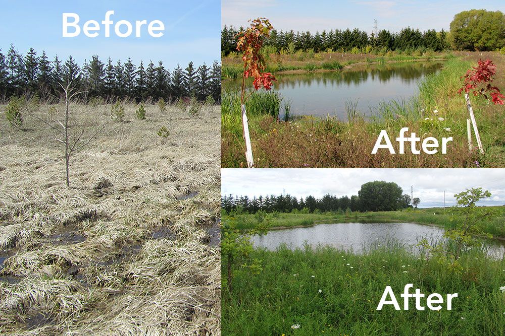 Before and after photos at the Van der Laan wetland.