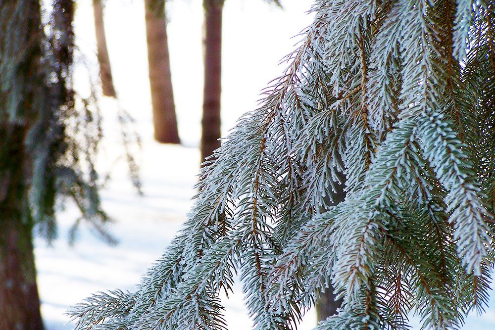 Winter_Tree_1000_px.jpg