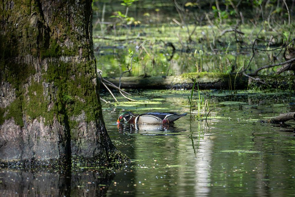 Wood_Duck_Hay_Swamp_1000_px.jpg