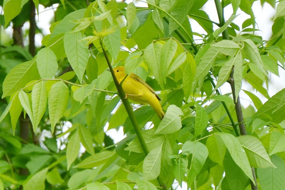 A file photo of a Yellow Warbler.