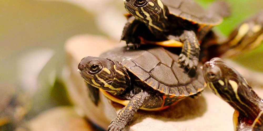Turtle photo by Jory Mullen