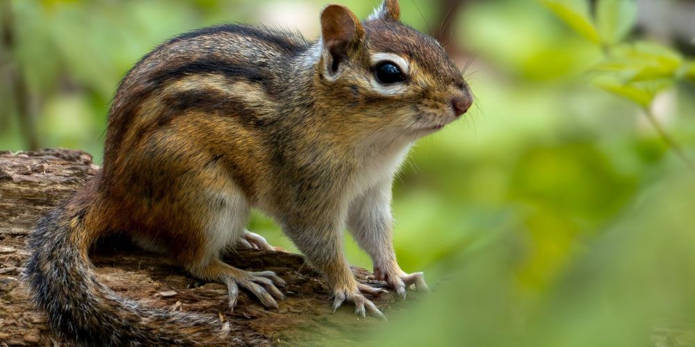 A photo of a chipmunk.