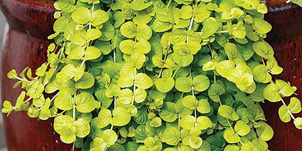 Invasive Creeping Jenny doesn't grow very tall but it can spread.