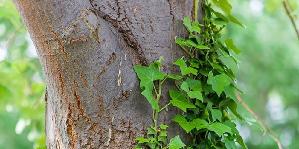 Toxic English Ivy climbs a tree.