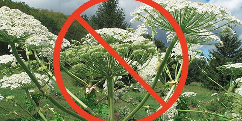 A photo of invasive Giant Hogweed with a red 'no' bar and circle.