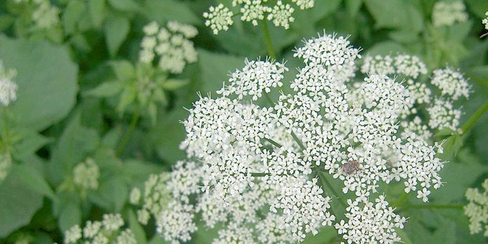 A photo of the invasive Goutweed plant.